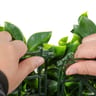 1200 Series Ligustrum Ficus Mats